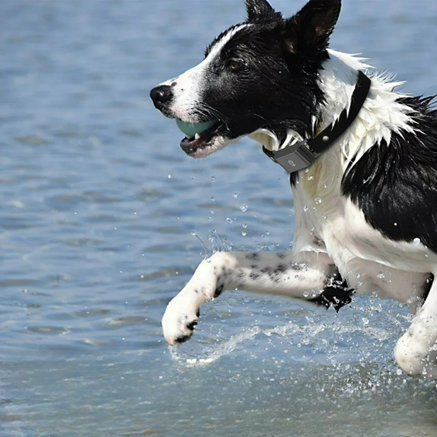 Collier GPS   Étanche  pour Chien et Chat- Localisation Anti-Perte, Sans Frais Mensuels